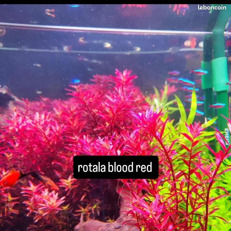Plante aquarium ludwigia,heteranthera,Rotala blood red,égeria densa (image 1)