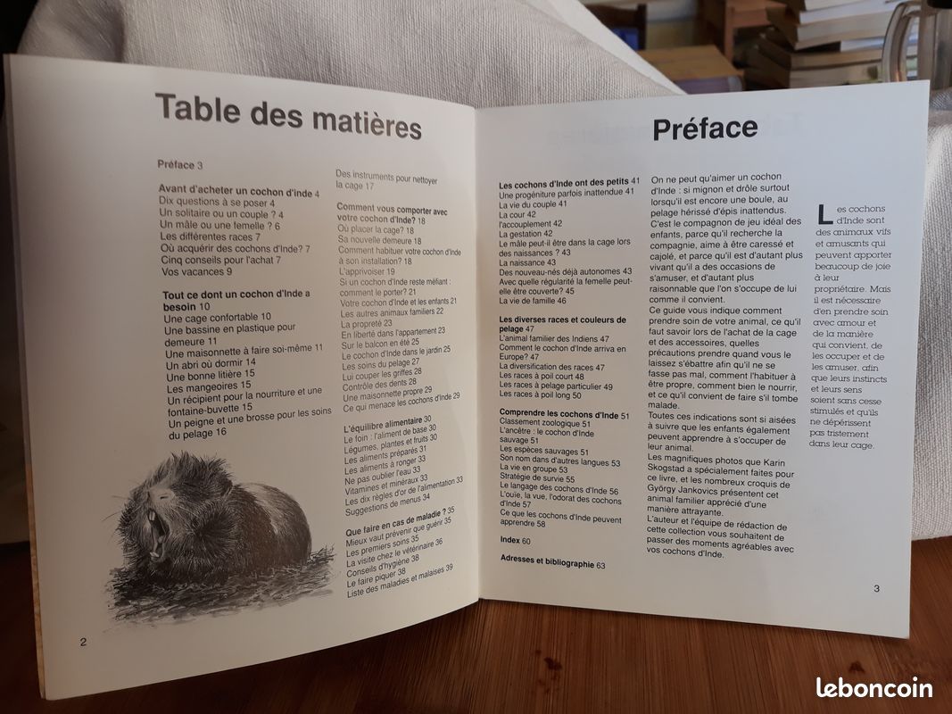 Cochon d Inde ou cobaye (image 2)