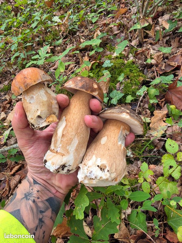 Magnifique cèpes ultra frais cueillis ce matin (image 2)