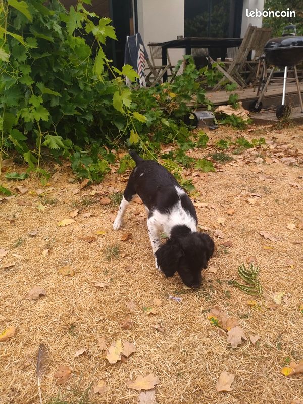 Chiot épagneul breton (image 2)