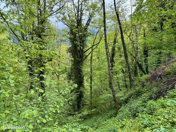 Forêt 13 466 m² Aulus Les Bains