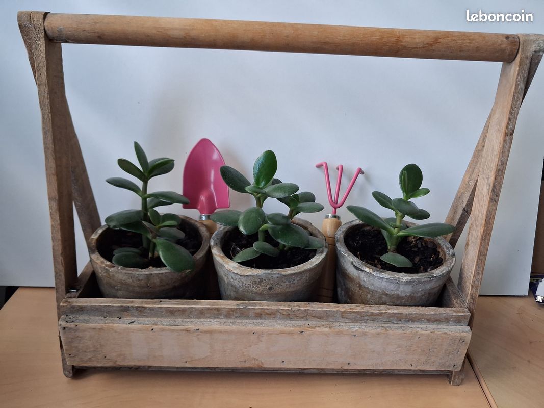 Présentoir composition crassula argentea (image 1)