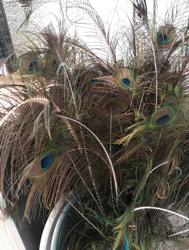 Vends plumes de paon (image 1)