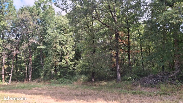 Foret de chênes et de charmes