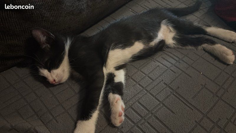 Chaton (image 1)
