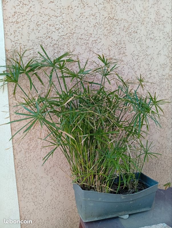 Papyrus dans sa Balconiere 90 cm de hauteur (image 3)