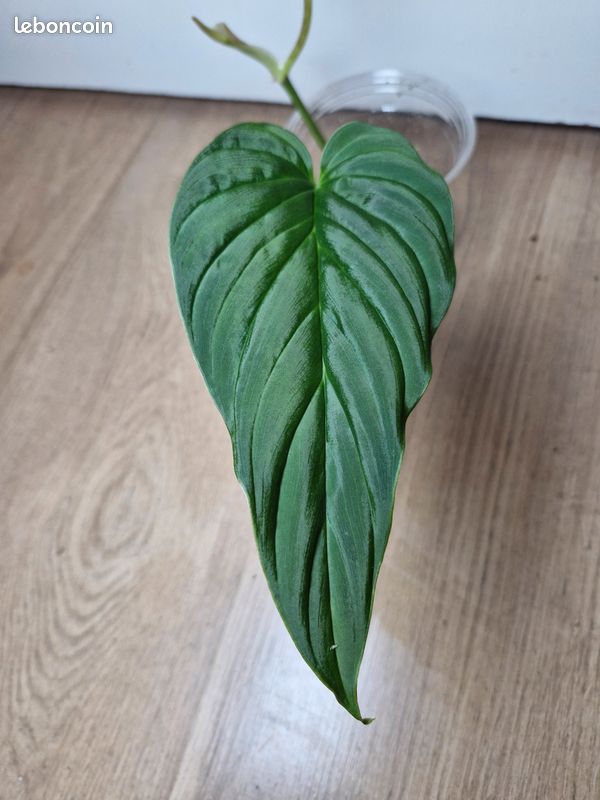 Philodendron Brunneicaule - Jardin & Plantes