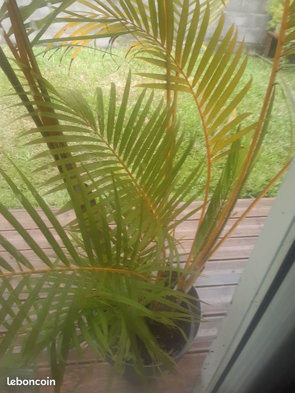 Plantes (image 1)