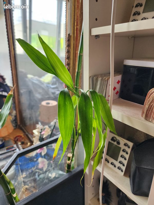 Grand Lucky Bamboo (Bambou porte-bonheur) 128 cm (image 16)