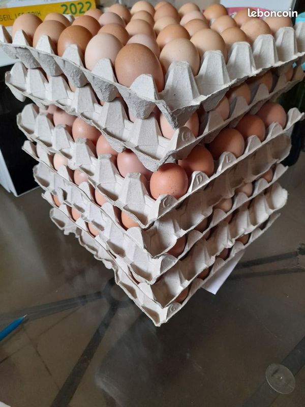 Cartons oeufs à vendre (image 1)