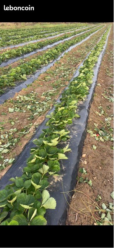 Terrain agricole · à Calonges · 36 000 €