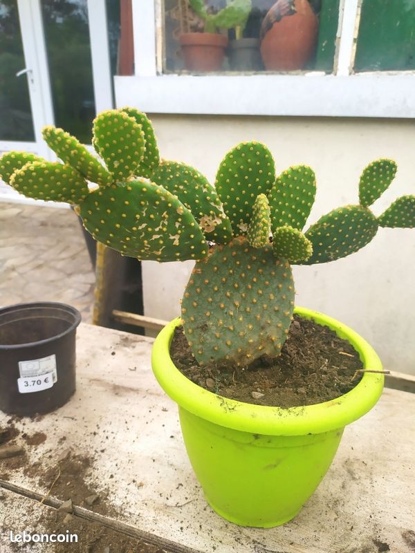 Cactus diffrentes varits - Jardin & Plantes