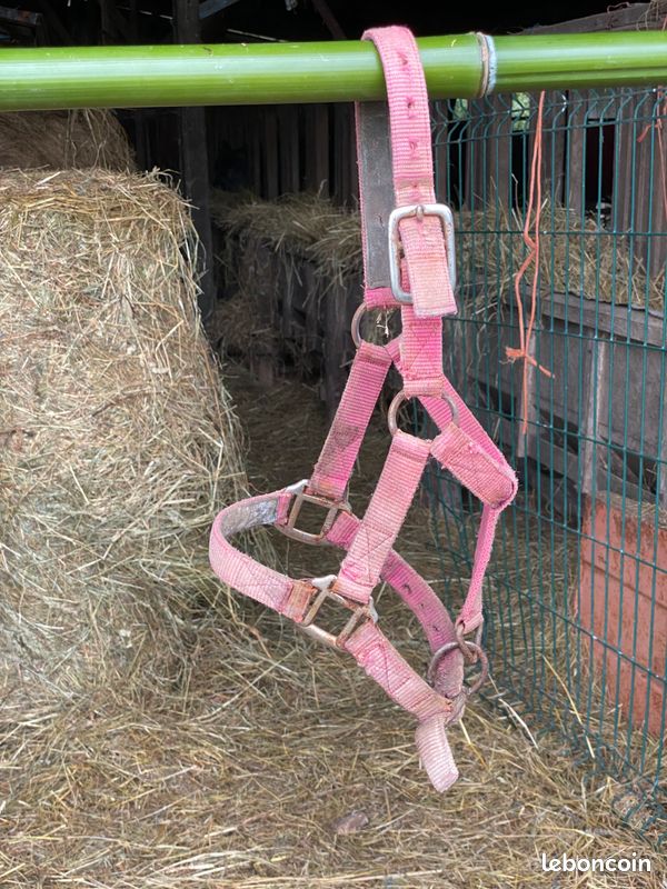 Lot : Licol - Taille Shetland + Licol en corde rose - Taille Cob (image 3)