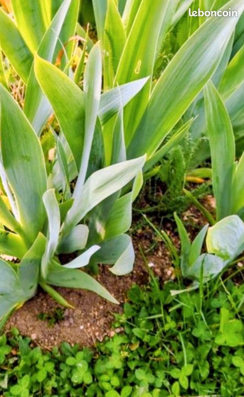 Fleur IRIS (image 2)