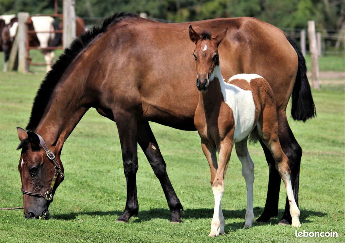 American Azteca Horse (image 8)