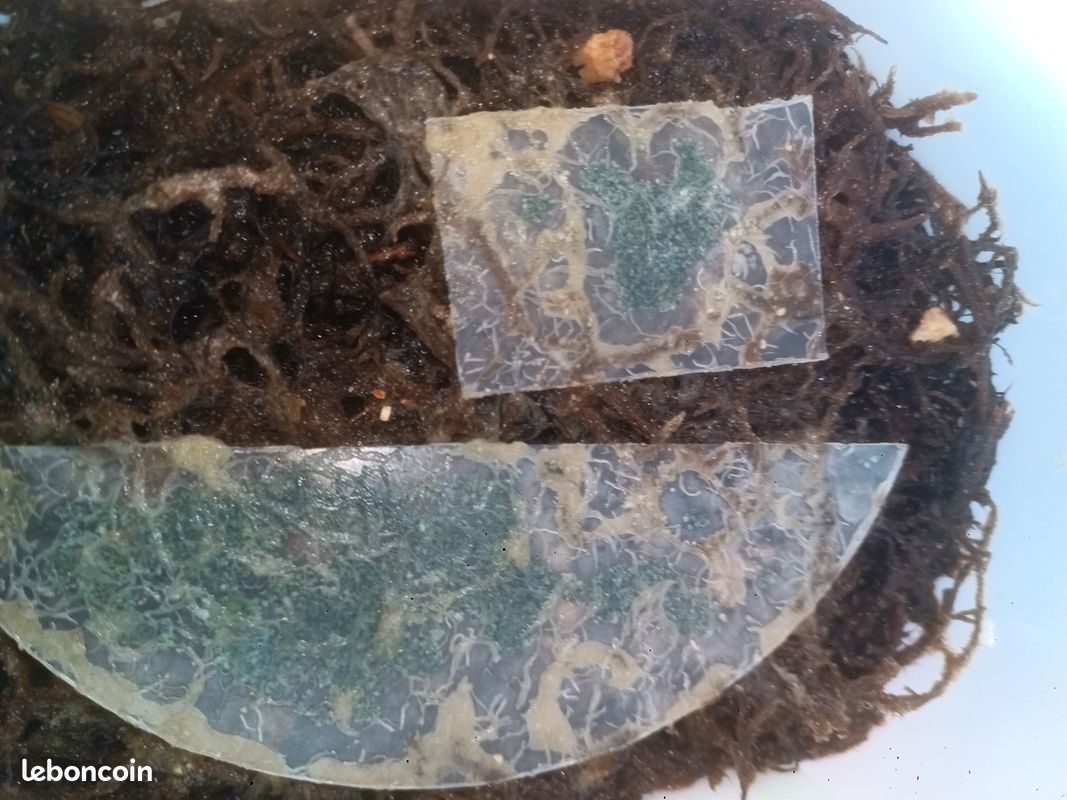 Souche nourriture vivantes aquario/terrario micros vers, walter worm, grindals, anguilules etc (image 1)