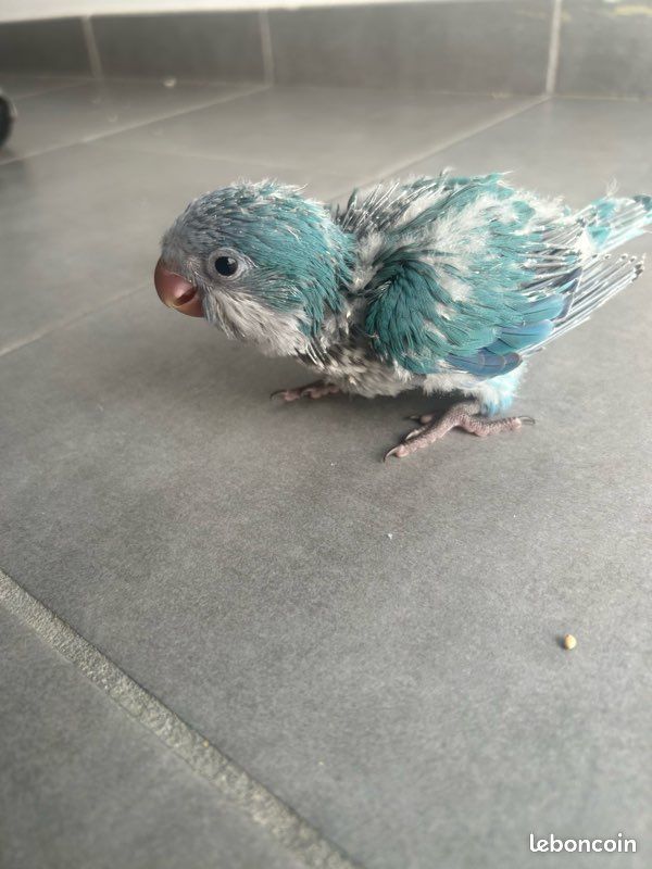Bébé conure souris (image 3)