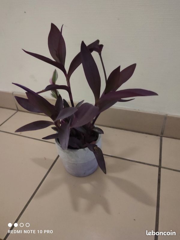 Plante , misère pourpre (image 1)