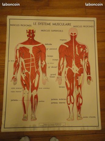 Affiche Scolaire Vintage ROSSIGNOL - Tableau Des Sciences - Années 50/60