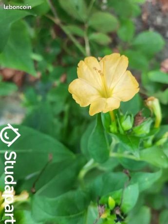 Maison a louer ris-orangis - 2 pièce(s) - 40 m2 - Surfyn