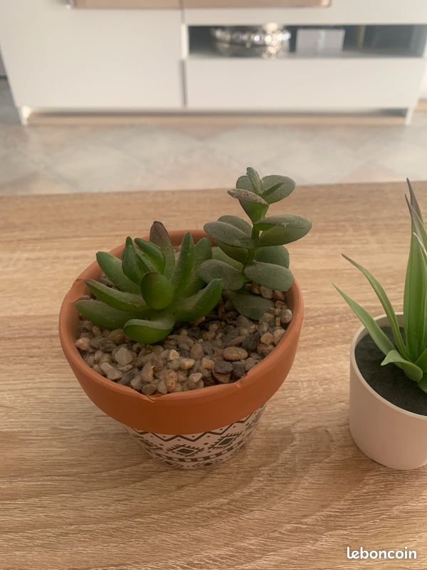 Plantes artificielles (image 2)