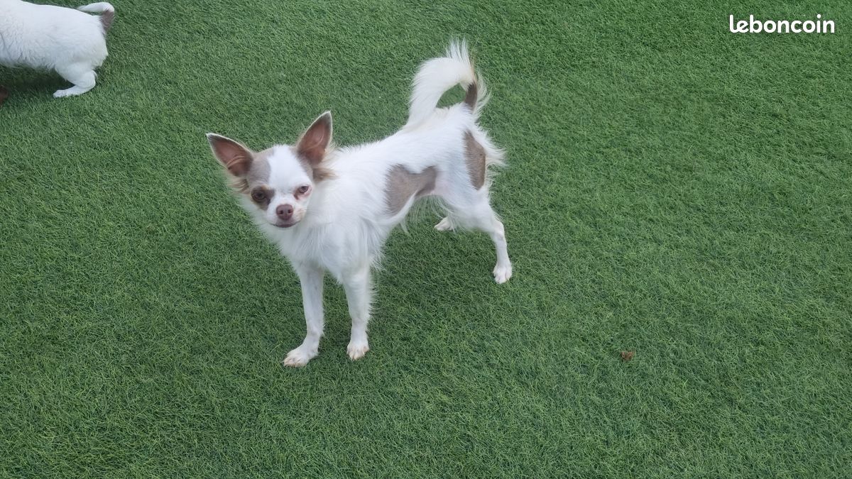 Jeune chienne chihuahua LOF (image 1)