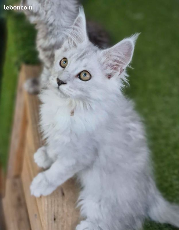 Chaton maine coon Loof (image 1)