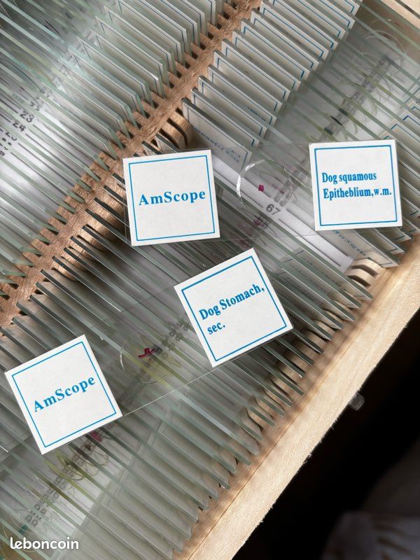Lot de 100 lames préparées Amscope (image 6)