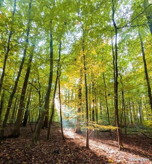 Foret cher che · à Corcieux · 10 000 €