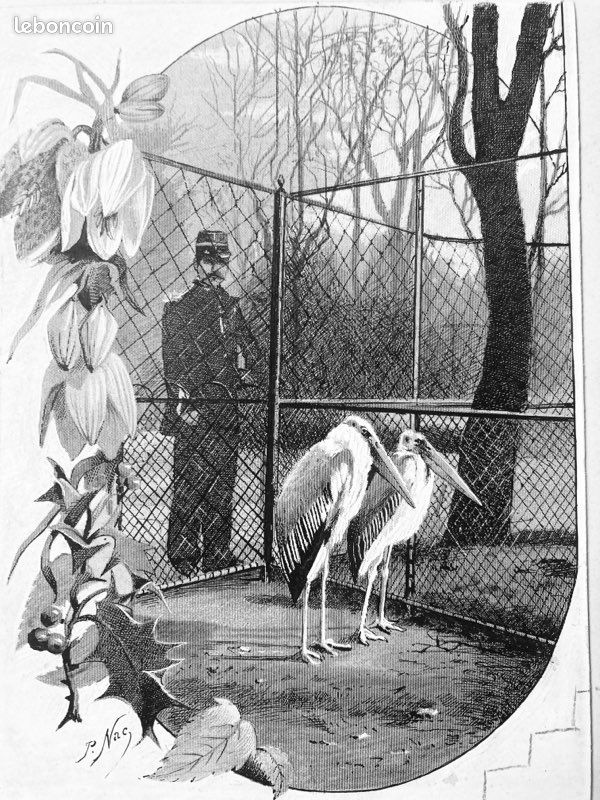 Paul Nac XIXe siècle -dessin - jardin des plantes - marabout - fleurs exotiques (image 1)