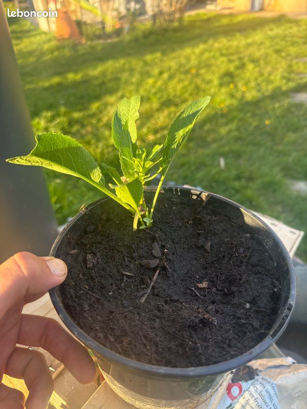 Plant de raifort (image 1)