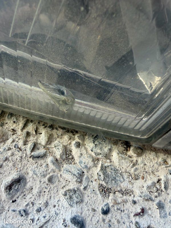 Phare iveco (image 3)