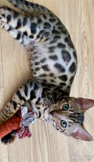 Magnifiques chatons bengals (image 1)