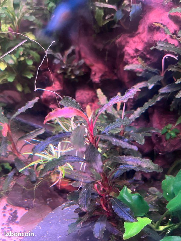 Bucephalandra red (image 1)