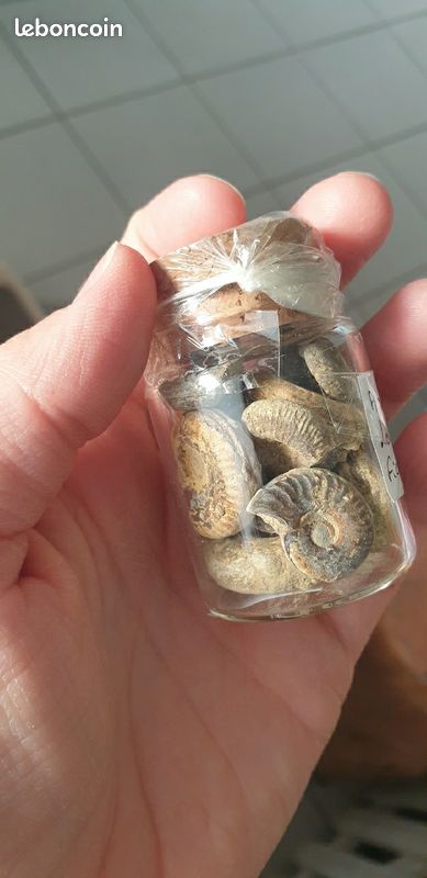 Fiole ammonite 1 (image 2)