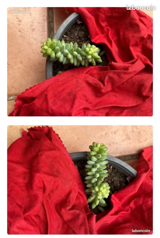 Boutures de Sedum burrito, plante grasse, succulente (image 2)