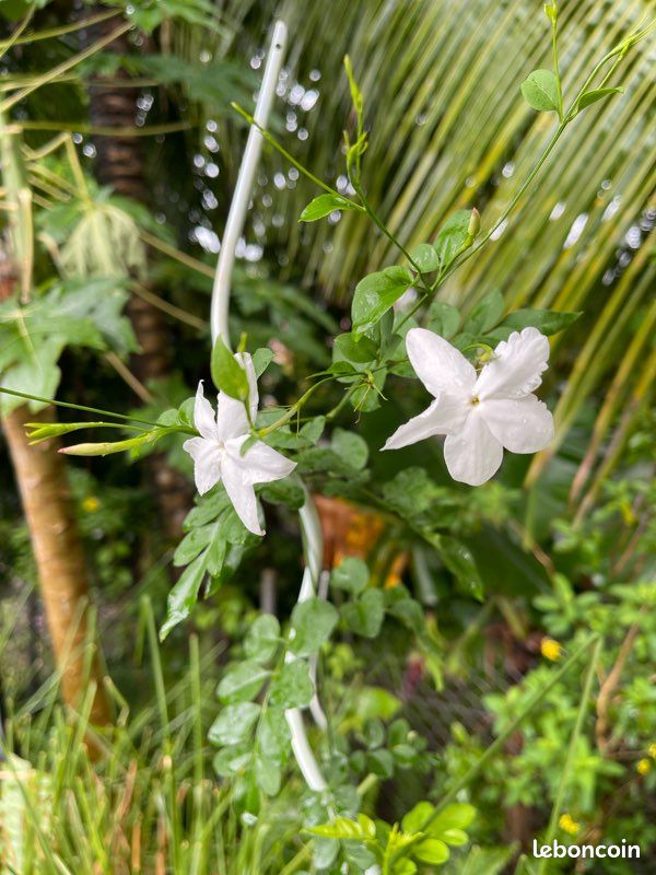 Plantes grimpantes à fleurs (image 1)