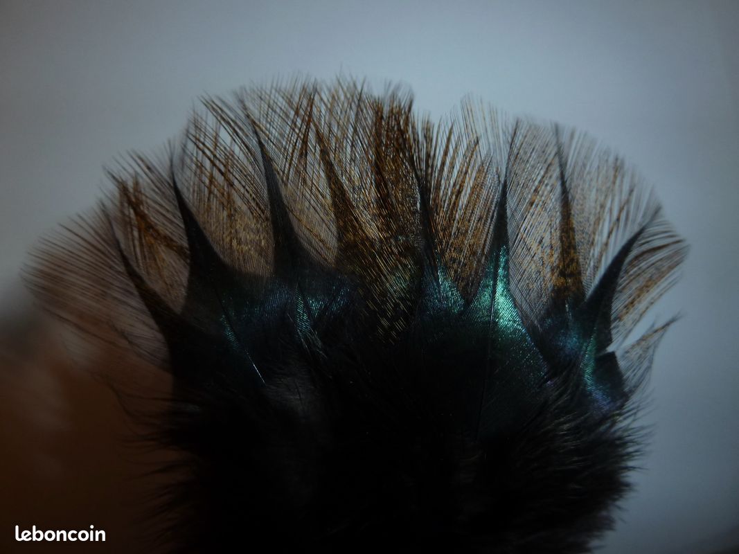 10 Plumes Pardo De Leon Rubion Pour Pêche à La Mouche, Truite Eau Douce, Flottantes, Origine France
