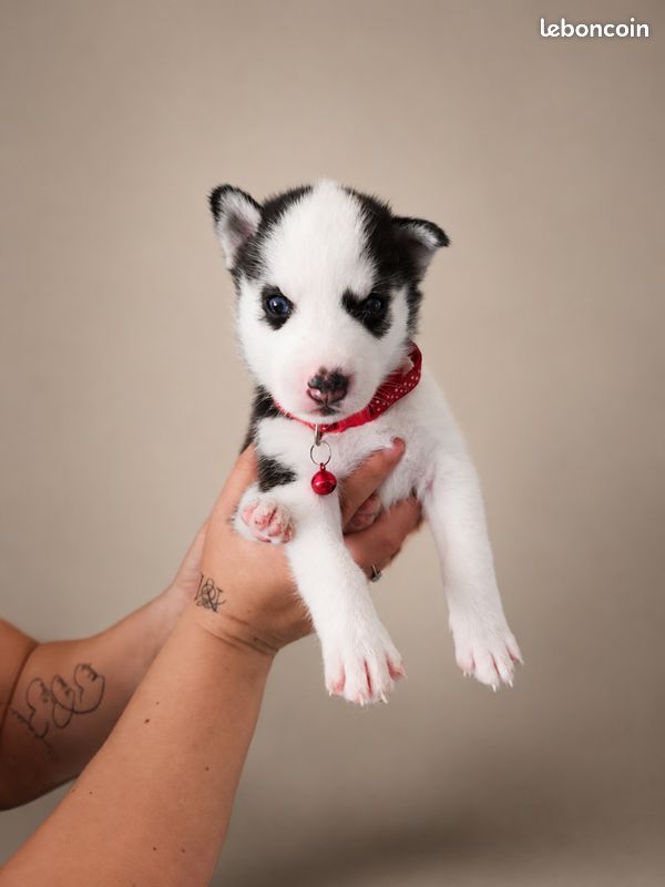 Chiots husky (image 6)