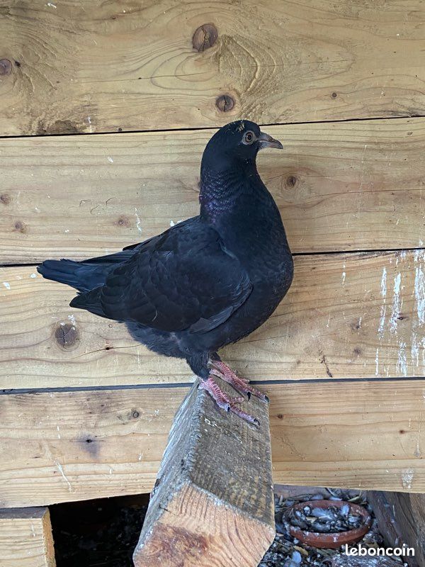 Pigeons voyageurs (image 2)
