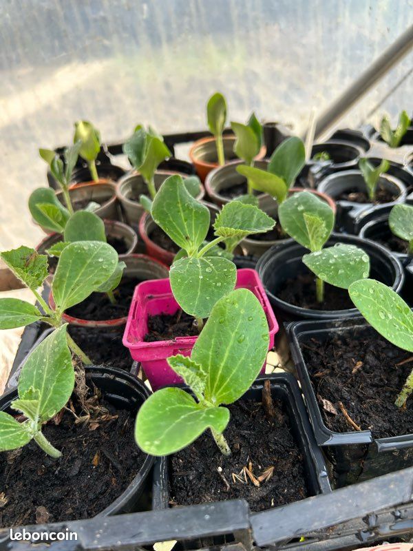 Plants de courgettes,potiron,citrouille,butternut (image 1)