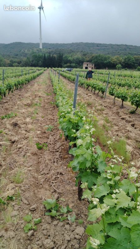 Immobilier vigne saint Paul de Fenouillet · à Saint-Paul-de-Fenouillet · 30 000 €