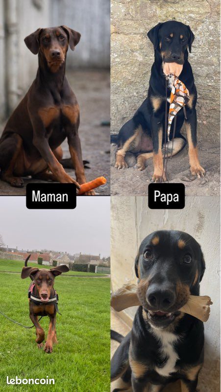 Chiot (image 3)