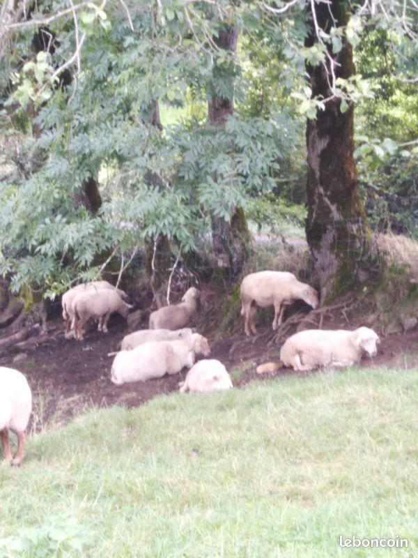 Gite brochet ouvert toute l'année (image 10)