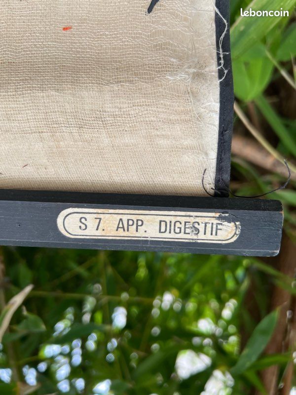 Affiche pédagogique Sougy Auzoux (image 8)