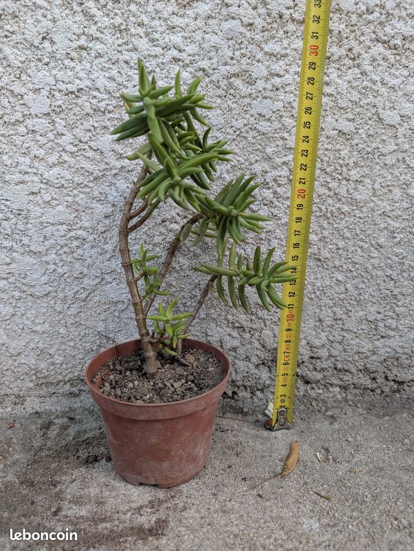 Plante grasse - crassula tetragona (image 1)