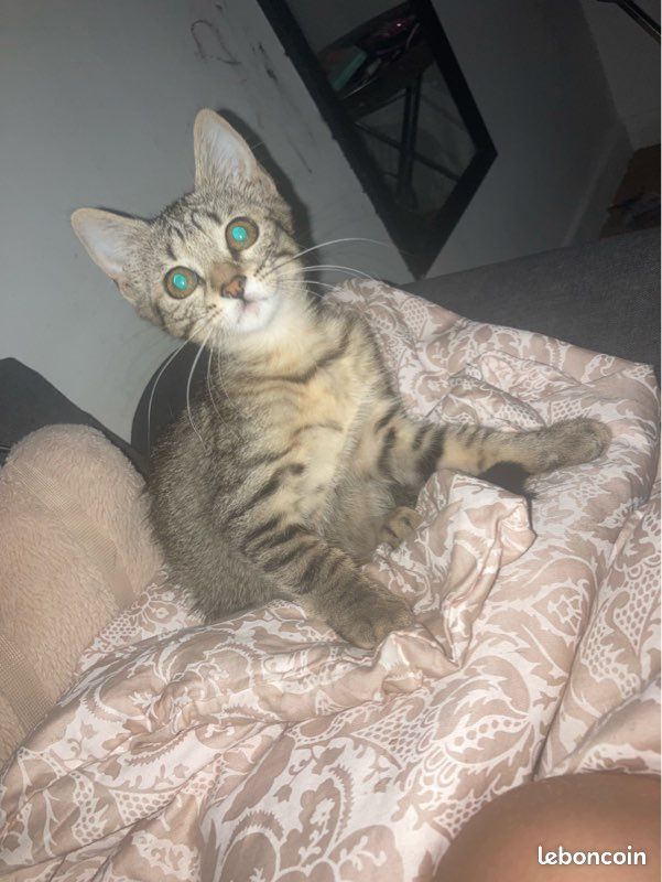 Chaton (image 1)