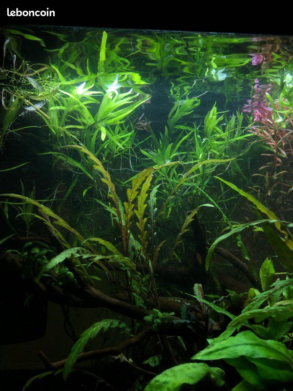 Plante aquarium 🌱 (image 1)