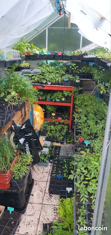 Tomates (15 variétés) et autres (image 2)