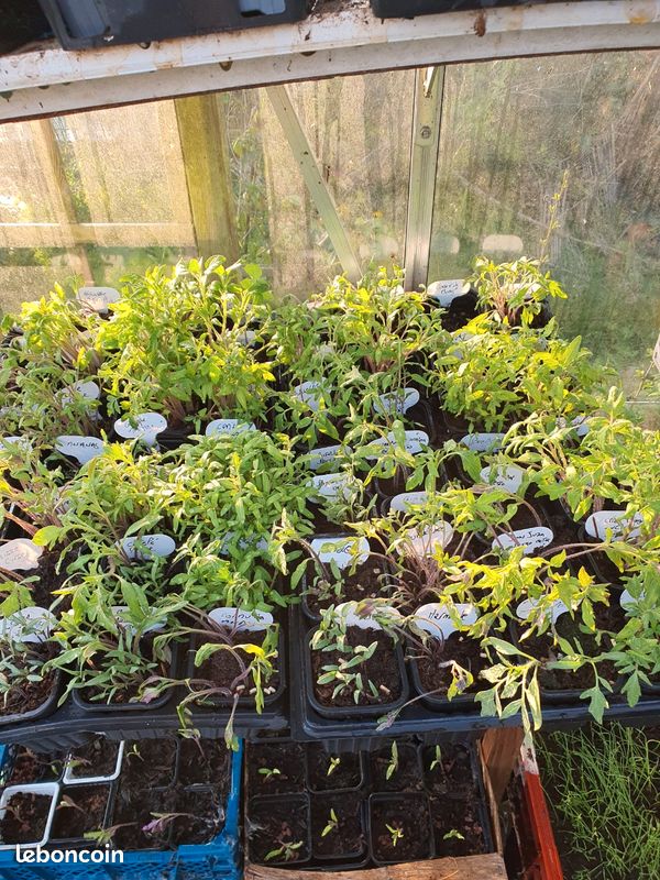 Tomates (15 variétés) et autres (image 5)